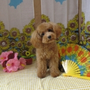 「食欲旺盛です。」美味しい＆栄養価がギュッと凝縮！「無水調理」のドッグフードを24名様にプレゼントの投稿画像