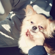 「しょんくん」美味しい＆栄養価がギュッと凝縮！「無水調理」のドッグフードを24名様にプレゼントの投稿画像