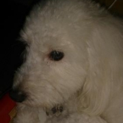 「家族の、一員のわんちゃんにも、良品の食べ物を！！」美味しい＆栄養価がギュッと凝縮！「無水調理」のドッグフードを24名様にプレゼントの投稿画像