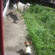 「ヤギとの戦い！笑
小さくても、一丁前です！」美味しい＆栄養価がギュッと凝縮！「無水調理」のドッグフードを24名様にプレゼントの投稿画像