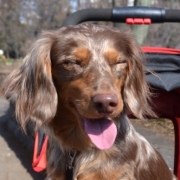 「この笑顔は癒されます。」美味しい＆栄養価がギュッと凝縮！「無水調理」のドッグフードを24名様にプレゼントの投稿画像