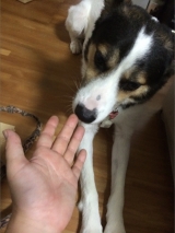 口コミ：お試し◆無添加ドッグフード安心の画像（11枚目）