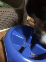 口コミ：お試し◆無添加ドッグフード安心の画像（7枚目）