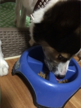 口コミ：お試し◆無添加ドッグフード安心の画像（4枚目）