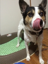 口コミ：お試し◆無添加ドッグフード安心の画像（10枚目）