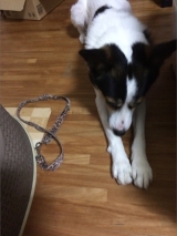 口コミ：お試し◆無添加ドッグフード安心の画像（12枚目）