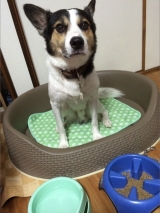 口コミ：お試し◆無添加ドッグフード安心の画像（3枚目）