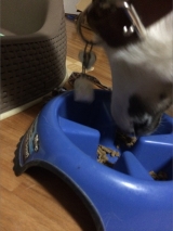 口コミ：お試し◆無添加ドッグフード安心の画像（6枚目）