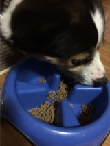 口コミ：お試し◆無添加ドッグフード安心の画像（5枚目）