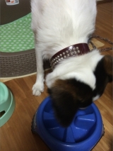 口コミ：お試し◆無添加ドッグフード安心の画像（9枚目）