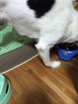 口コミ：お試し◆無添加ドッグフード安心の画像（8枚目）