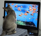 「金魚と猫、そして私」の画像（1枚目）