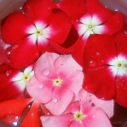 「。・＋。・花で涼を感じる♪楽しく涼しく美しく・。＊。・☆三」目から涼もう♪「涼」を感じる写真募集！スキンケア＆美容ゼリープレゼントの投稿画像