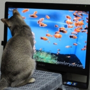 「金魚と猫、そして私」目から涼もう♪「涼」を感じる写真募集！スキンケア＆美容ゼリープレゼントの投稿画像