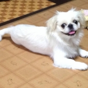 「お気に入りのおもちゃで遊んでプラチナムな気分♪」【ワンちゃんのプラチナム笑顔ください♪】愛犬フォトコンテスト第2弾！の投稿画像