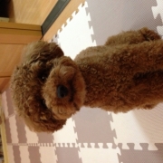 「お願いします！」【ワンちゃんのプラチナム笑顔ください♪】愛犬フォトコンテスト第2弾！の投稿画像