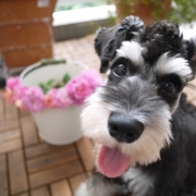 「中野区在住のミニシュナのマーブルの笑顔」【ワンちゃんのプラチナム笑顔ください♪】愛犬フォトコンテスト第2弾！の投稿画像