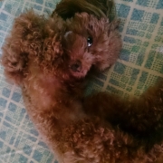 「にやり！」【ワンちゃんのプラチナム笑顔ください♪】愛犬フォトコンテスト第2弾！の投稿画像