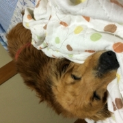 「ニコニコ垂れ目くん」【ワンちゃんのプラチナム笑顔ください♪】愛犬フォトコンテスト第2弾！の投稿画像