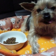 「美味しい(´▽｀)」【ワンちゃんのプラチナム笑顔ください♪】愛犬フォトコンテスト第2弾！の投稿画像