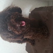 「トリミングあとのご褒美待ち」【ワンちゃんのプラチナム笑顔ください♪】愛犬フォトコンテスト第2弾！の投稿画像