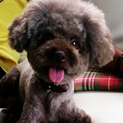 「家族で過ごす時間。」【ワンちゃんのプラチナム笑顔ください♪】愛犬フォトコンテスト第2弾！の投稿画像