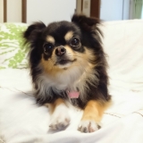 食いしん坊な我が家の愛犬チワワ。なんでもパクパク食べるので、大切な愛犬の為においしくて体に良いものをずっと選んであげたいです(*&acute;&omega;｀*)