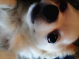 私の愛犬のココです。<br />アップで撮ってみました