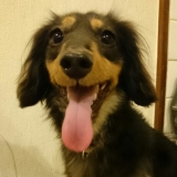 Mダックス3歳♀<br />たくさん遊んで大満足の顔