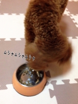 口コミ：♡ドックフード無添加安心本舗様より♡の画像（6枚目）