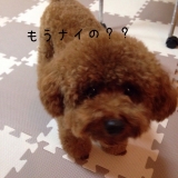 口コミ：♡ドックフード無添加安心本舗様より♡の画像（3枚目）