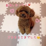 口コミ：♡ドックフード無添加安心本舗様より♡の画像（2枚目）