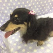 「我が家の姫、ピーチちゃんです。4歳のカニンヘンダックスです。生まれつきフケが出やすく毛も年中抜けやすい体質ですが、まだまだ若いので毛艶を良くしたいです！」美味しい＆栄養価がギュッと凝縮！「無水調理」のドッグフードを24名様にプレゼントの投稿画像