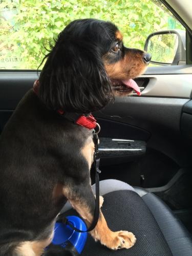 キャバリアの6歳女の子です♪