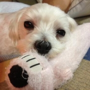 「マルチーズ、10歳になりました。」美味しい＆栄養価がギュッと凝縮！「無水調理」のドッグフードを24名様にプレゼントの投稿画像