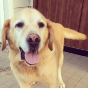 「来年1月に14歳になるクレスです！これからも元気でいて欲しいのでよろしくお願いします(OvO)！！」美味しい＆栄養価がギュッと凝縮！「無水調理」のドッグフードを24名様にプレゼントの投稿画像