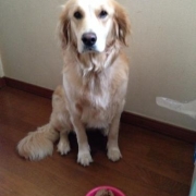 「当選したら、全力でご紹介させていただきます。」美味しい＆栄養価がギュッと凝縮！「無水調理」のドッグフードを24名様にプレゼントの投稿画像