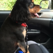 「キャバリアの6歳女の子です♪」美味しい＆栄養価がギュッと凝縮！「無水調理」のドッグフードを24名様にプレゼントの投稿画像