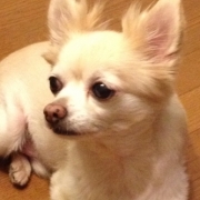 「もうすぐ10歳です。」美味しい＆栄養価がギュッと凝縮！「無水調理」のドッグフードを24名様にプレゼントの投稿画像