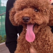 「久しぶりのドックランのミートです(^o^)」美味しい＆栄養価がギュッと凝縮！「無水調理」のドッグフードを24名様にプレゼントの投稿画像