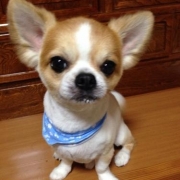 「我が家のわがまま長男です！フードが飽きやすいのでぜひ！！」美味しい＆栄養価がギュッと凝縮！「無水調理」のドッグフードを24名様にプレゼントの投稿画像