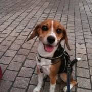 「キラキラ笑顔です！」美味しい＆栄養価がギュッと凝縮！「無水調理」のドッグフードを24名様にプレゼントの投稿画像