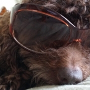 「いつもやんちゃばかりしているジャックです。でも本当は、すごく淋しがりな子です。」美味しい＆栄養価がギュッと凝縮！「無水調理」のドッグフードを24名様にプレゼントの投稿画像