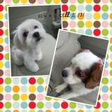 シャンプーありがとうございました(*&acute;&nabla;｀)