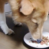 口コミ：ボンボンママのプレミアムごちそうまぐろのモニターの画像（1枚目）