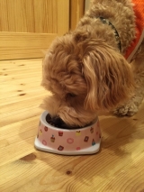 口コミ：無添加ドックフードモニターの画像（1枚目）