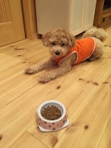 口コミ：無添加ドックフードモニターの画像（4枚目）