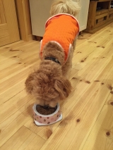 口コミ：無添加ドックフードモニターの画像（2枚目）