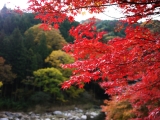 紅葉