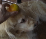 「佐藤農場 無農薬『温州みかん　3kg』　モニター」の画像